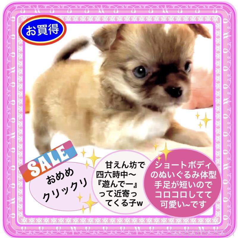 販売中の大阪府のチワワ(ロングコート)-441827の2枚目