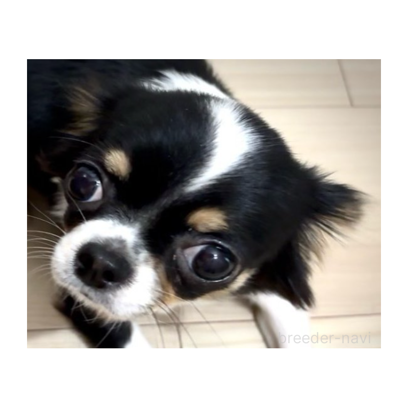 シャロンちゃん1枚目