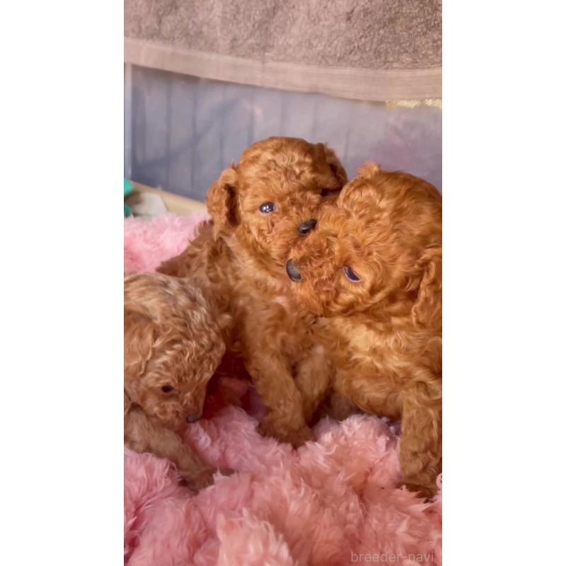 販売中の千葉県のタイニープードル-441828の3枚目