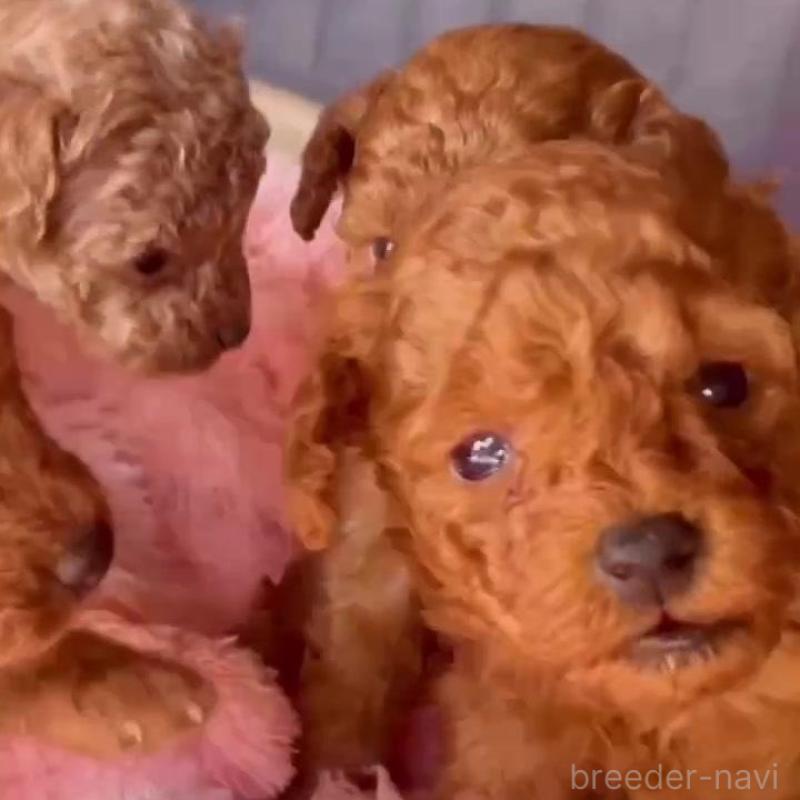 販売中の千葉県のタイニープードル-441828