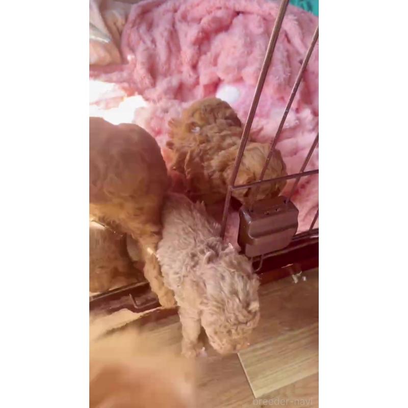 販売中の千葉県のティーカッププードル-441829の4枚目