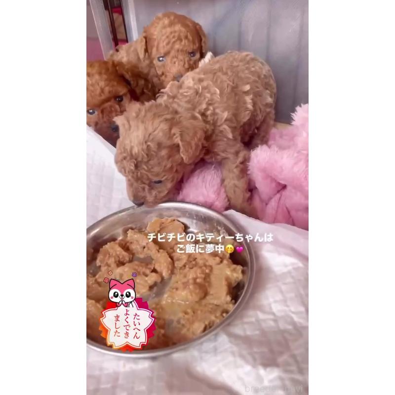 販売中の千葉県のティーカッププードル-441829の3枚目