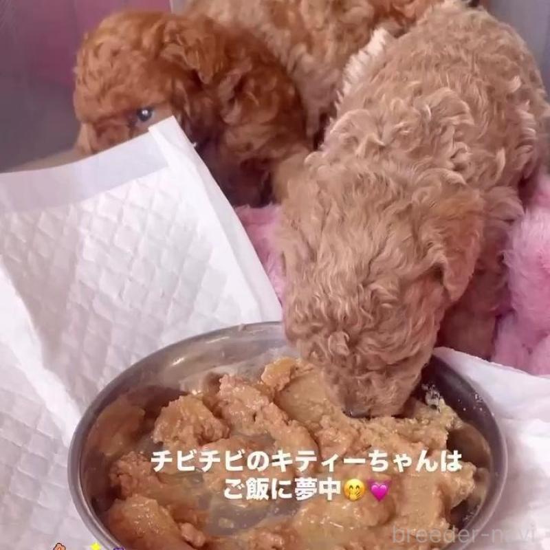 販売中の千葉県のティーカッププードル-441829の1枚目