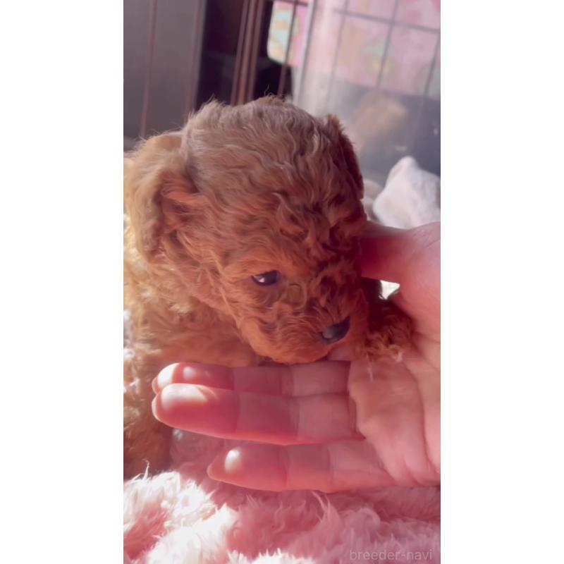 販売中の千葉県のタイニープードル-441830の4枚目