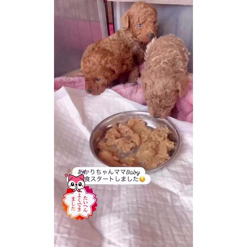 販売中の千葉県のタイニープードル-441830の3枚目