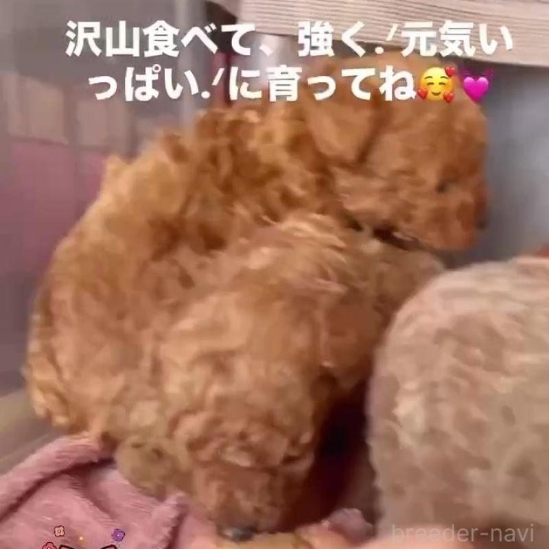 販売中の千葉県のタイニープードル-441830の2枚目