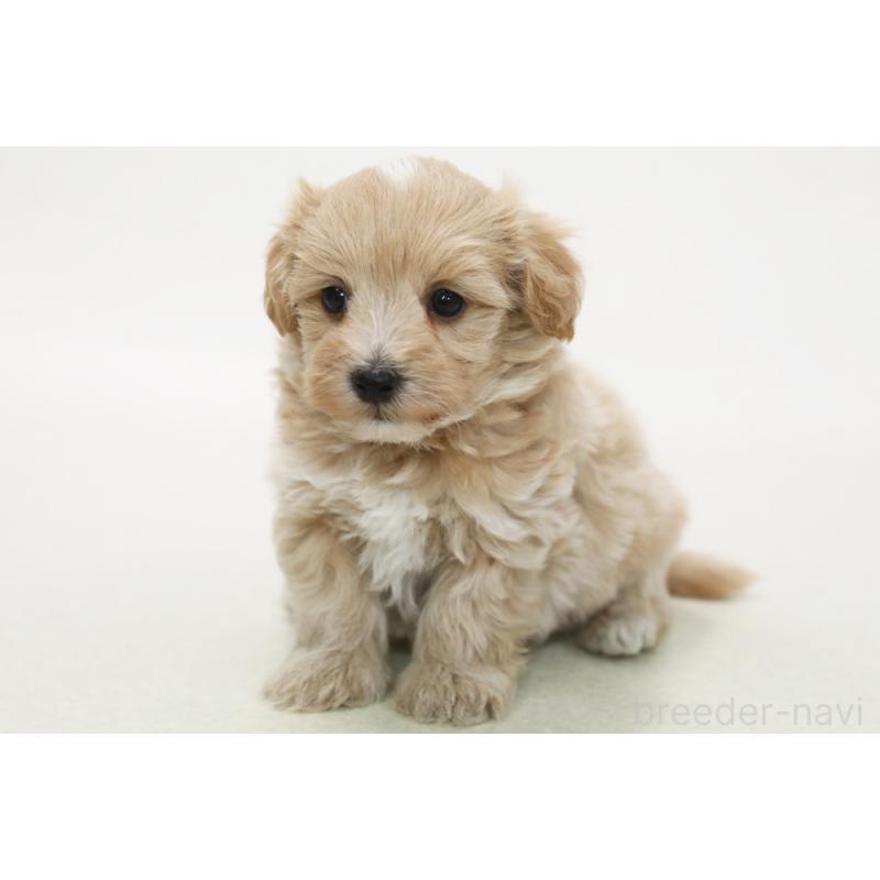 販売中の神奈川県のマルプー:マルチーズ×トイプードル-436550