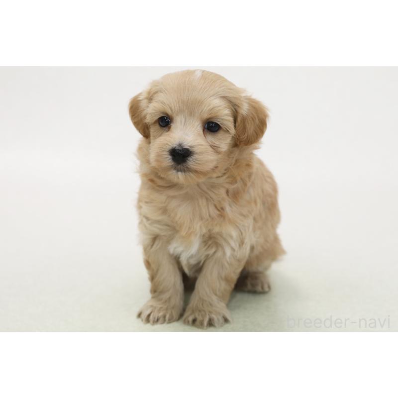 販売中の神奈川県のマルプー:マルチーズ×トイプードル-436552