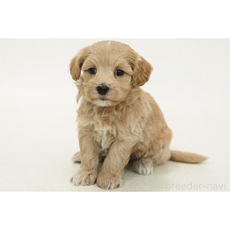 販売中の神奈川県のマルプー:マルチーズ×トイプードル-436553