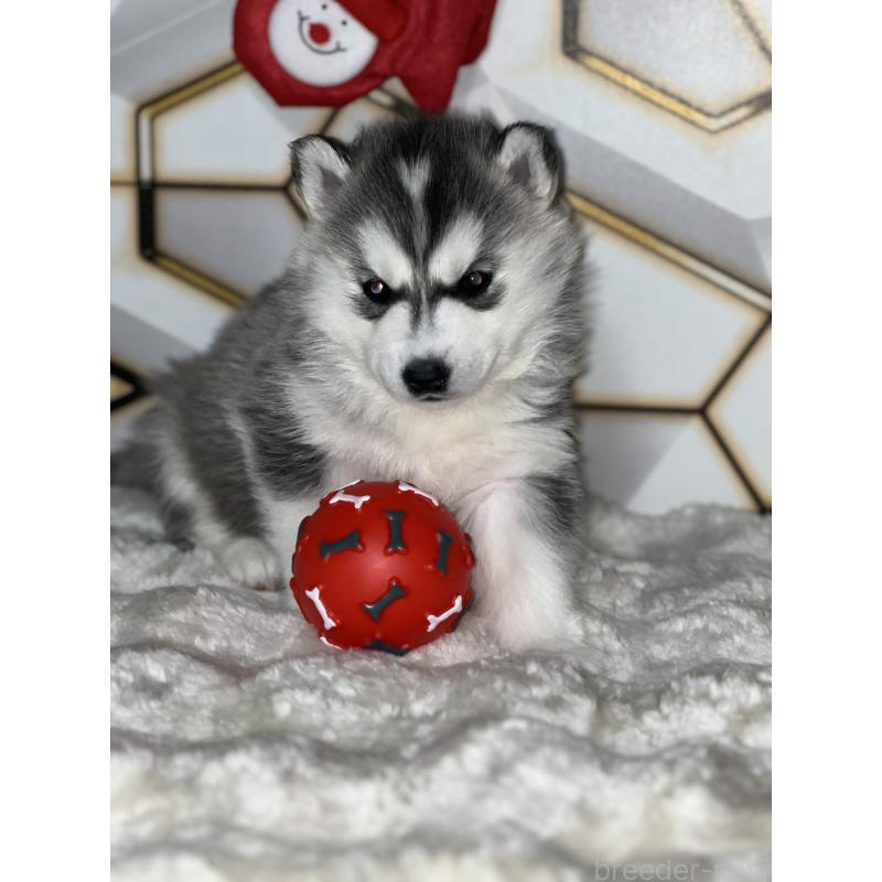 販売中の静岡県のシベリアンハスキー-441832の9枚目