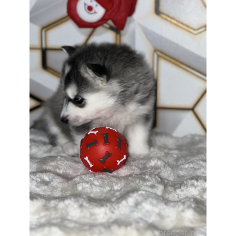 販売中の静岡県のシベリアンハスキー-441832の7枚目