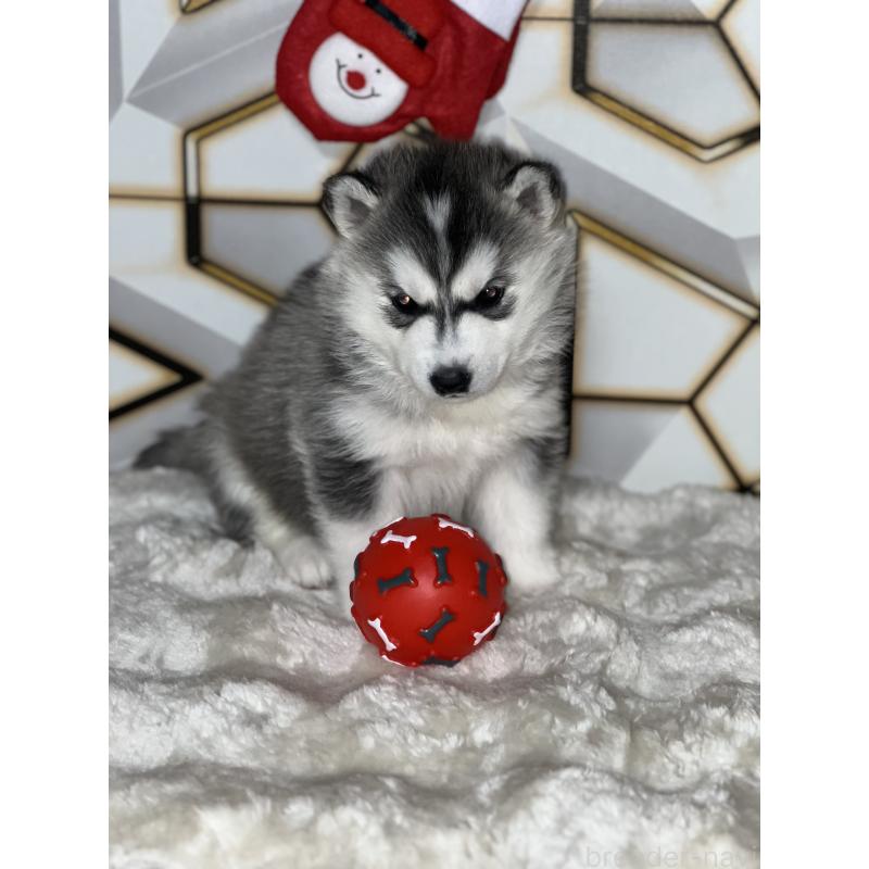 販売中の静岡県のシベリアンハスキー-441832の6枚目