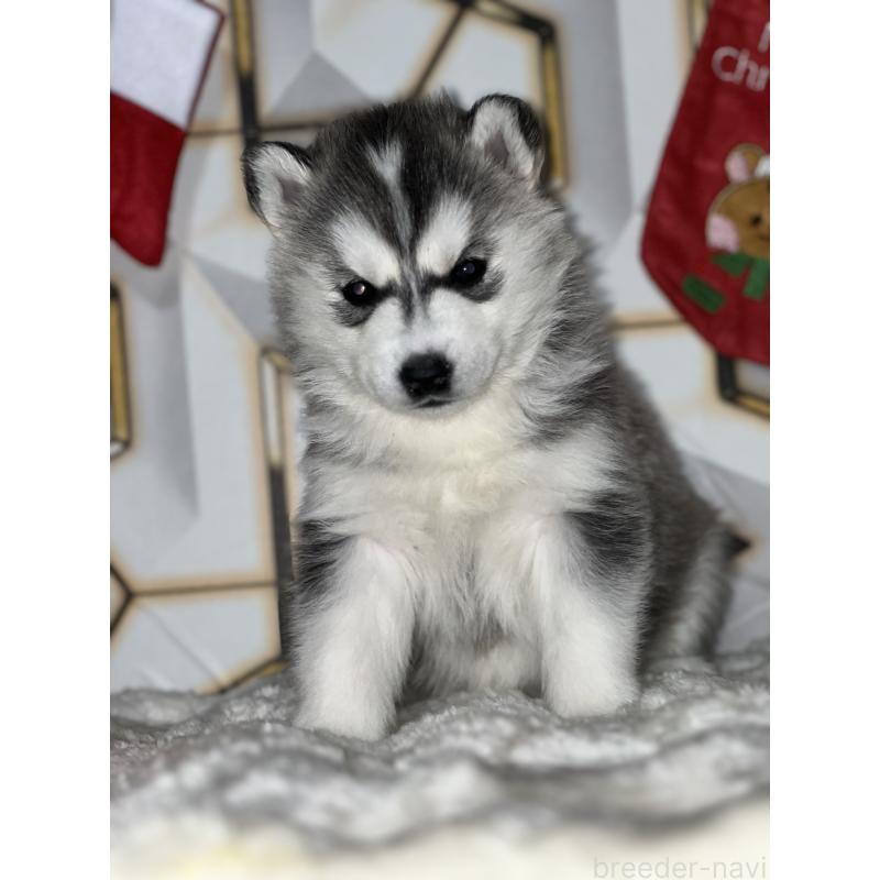 販売中の静岡県のシベリアンハスキー-441832の5枚目