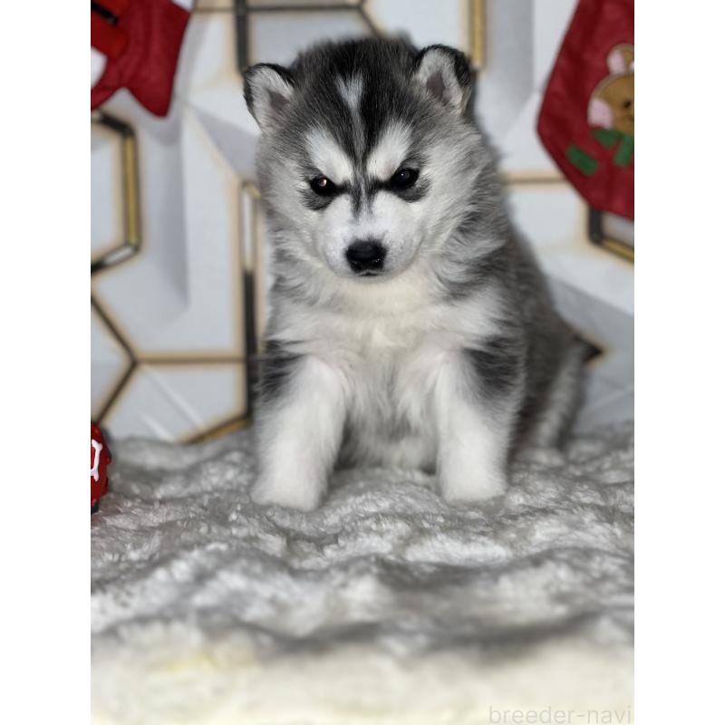 販売中の静岡県のシベリアンハスキー-441832の4枚目