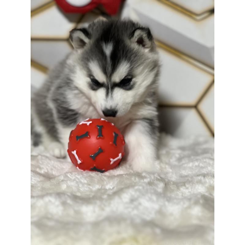 販売中の静岡県のシベリアンハスキー-441832の3枚目