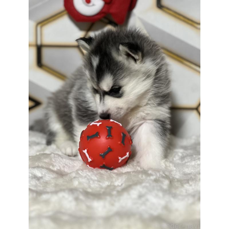 販売中の静岡県のシベリアンハスキー-441832の2枚目