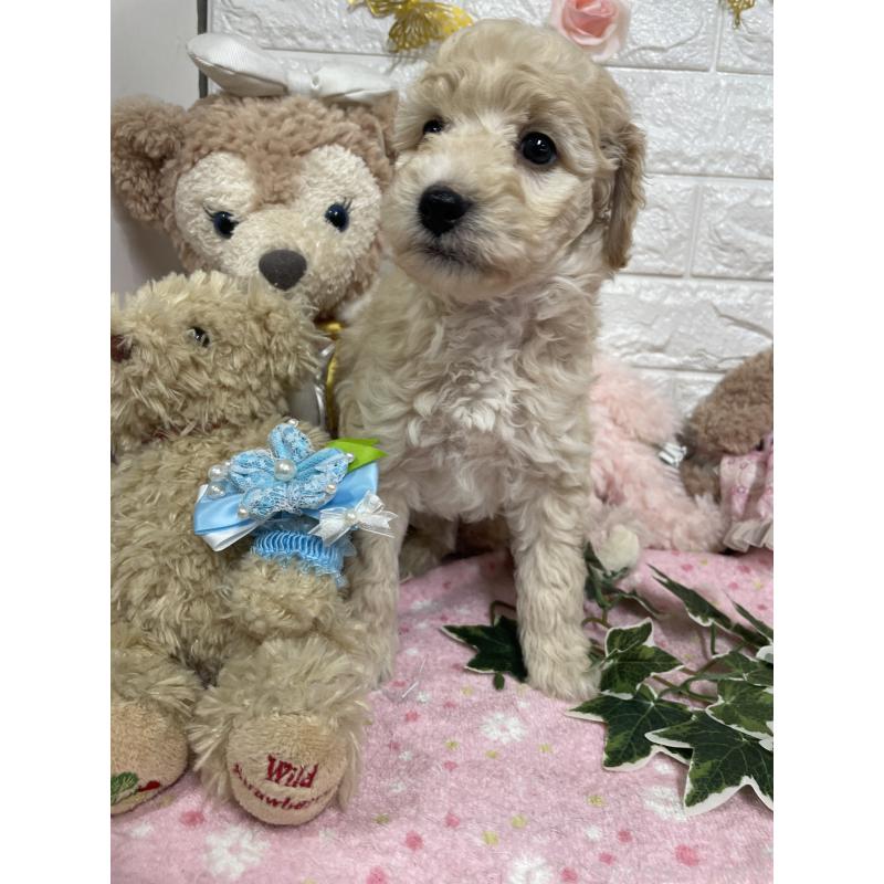 販売中の奈良県のスタンダードプードル-441833の3枚目