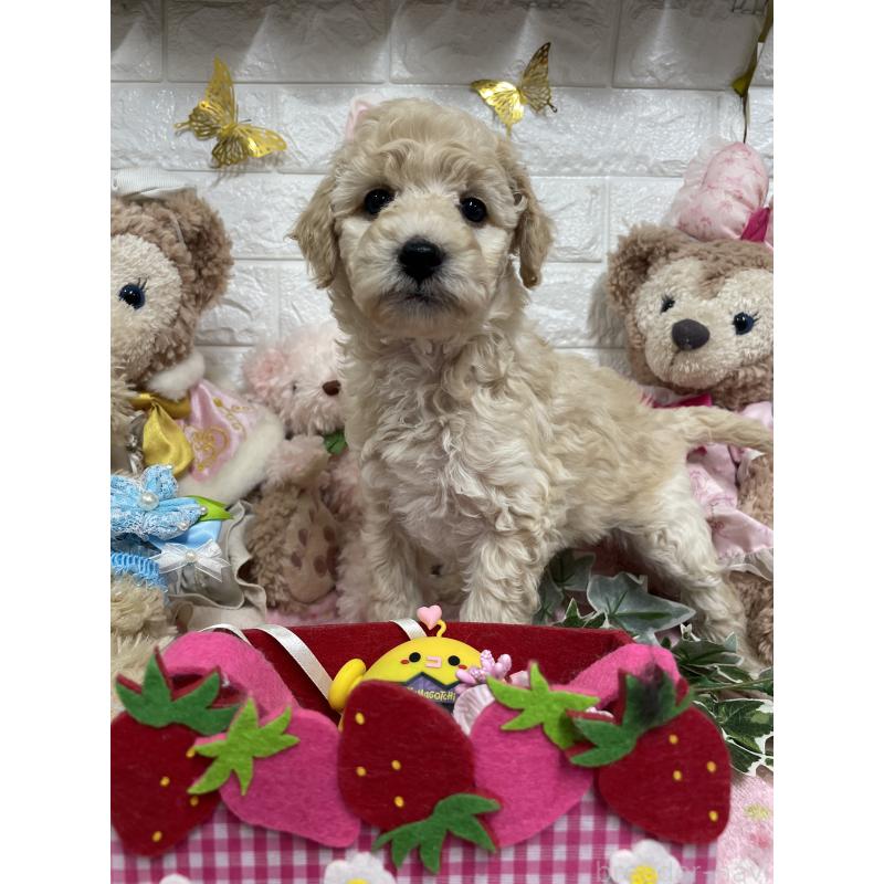 販売中の奈良県のスタンダードプードル-441833の2枚目