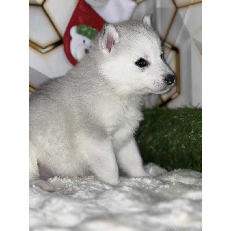 販売中の静岡県のシベリアンハスキー-441835の8枚目