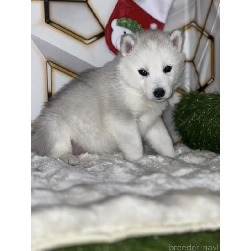 販売中の静岡県のシベリアンハスキー-441835の6枚目