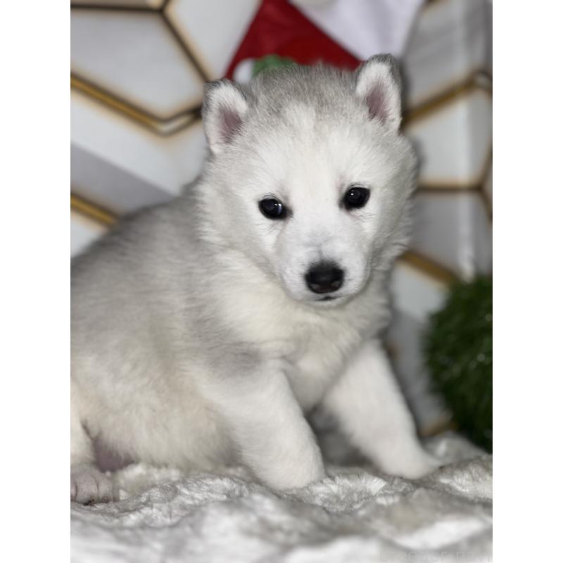 販売中の静岡県のシベリアンハスキー-441835の5枚目