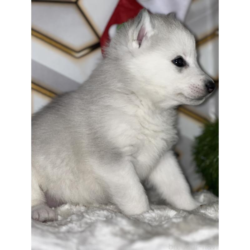 販売中の静岡県のシベリアンハスキー-441835の4枚目