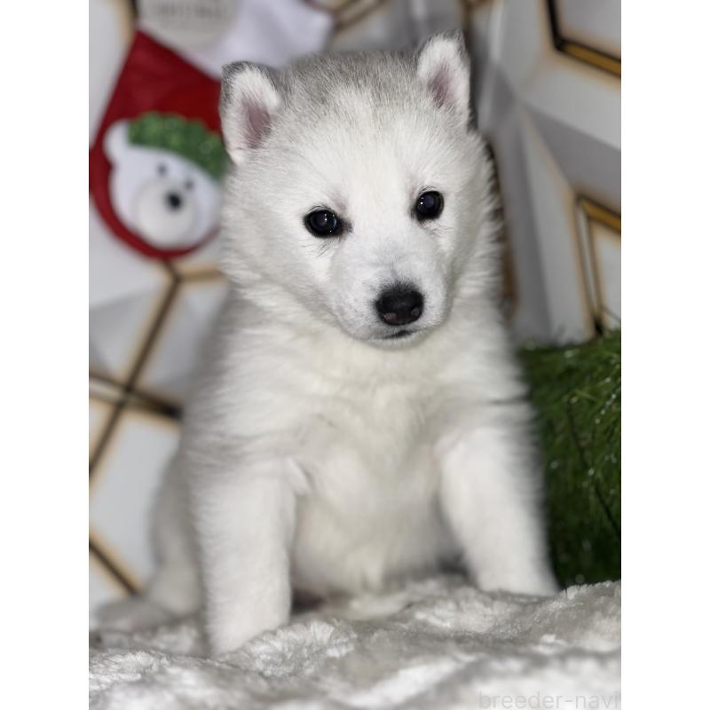 販売中の静岡県のシベリアンハスキー-441835の3枚目