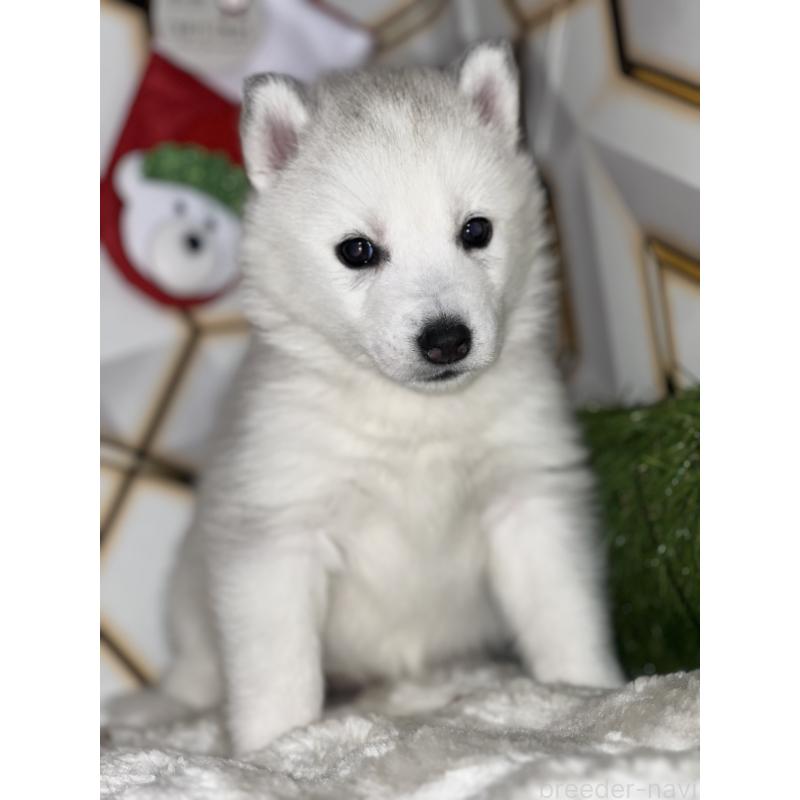 販売中の静岡県のシベリアンハスキー-441835の2枚目