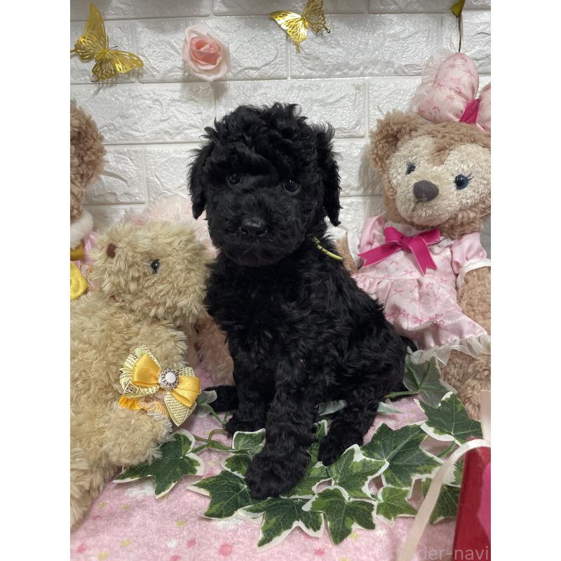 販売中の奈良県のスタンダードプードル-441836の3枚目