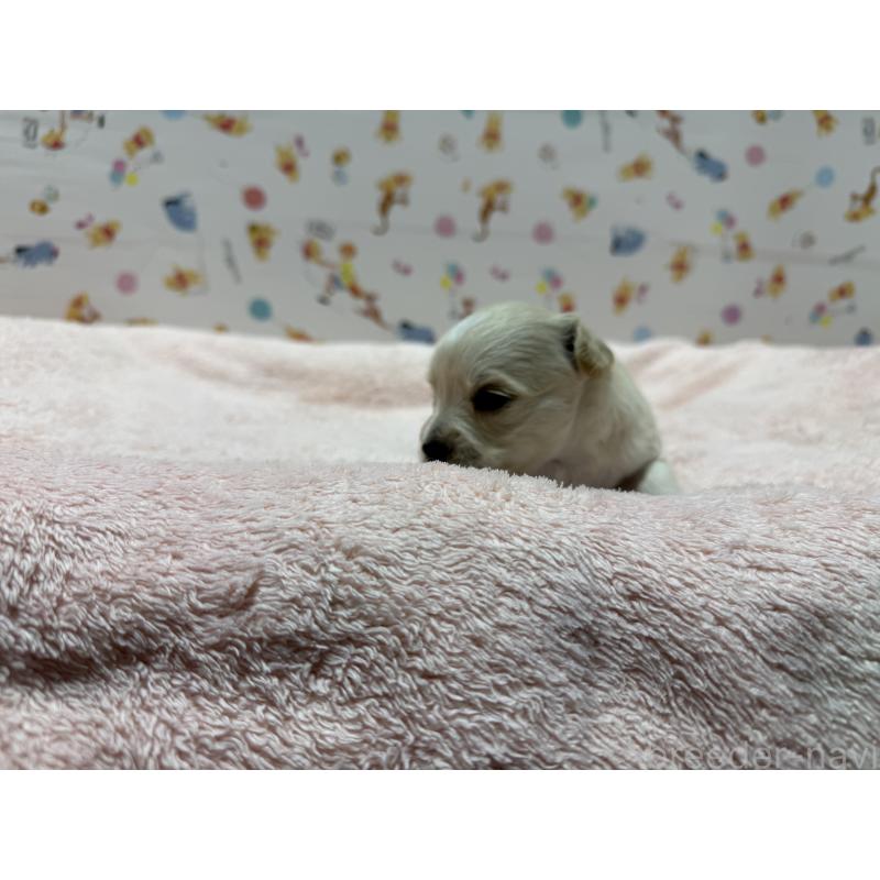 販売中の東京都のチワプー:チワワ×トイプードル-441834の8枚目