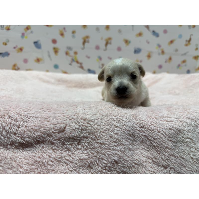 販売中の東京都のチワプー:チワワ×トイプードル-441834の7枚目