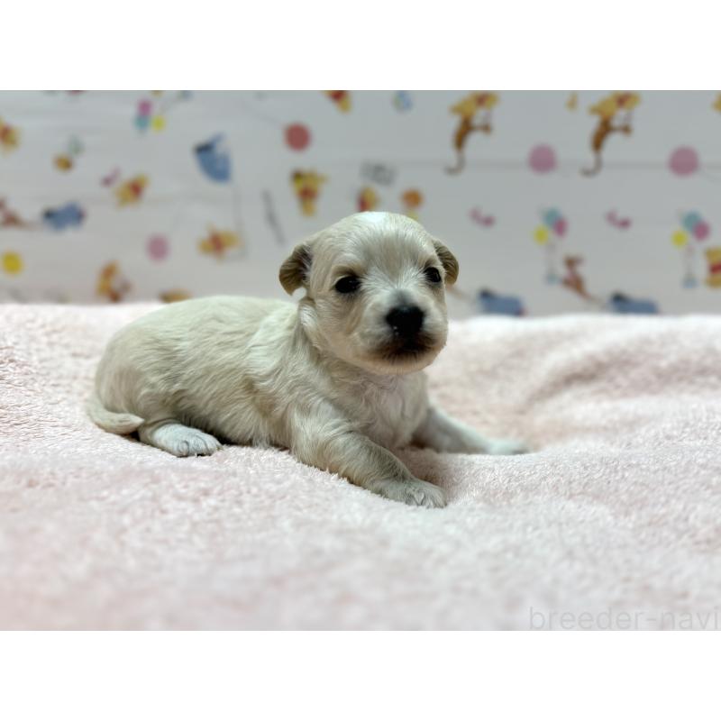 販売中の東京都のチワプー:チワワ×トイプードル-441834の1枚目