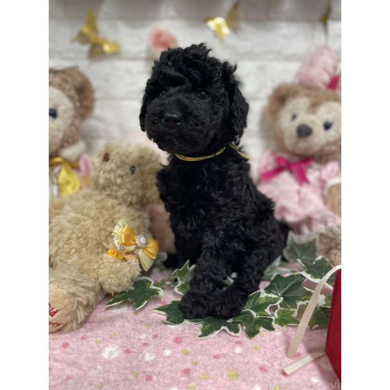 販売中の奈良県のスタンダードプードル-441836の2枚目