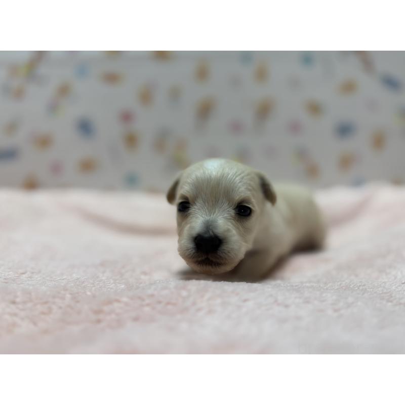 販売中の東京都のチワプー:チワワ×トイプードル-441834の5枚目