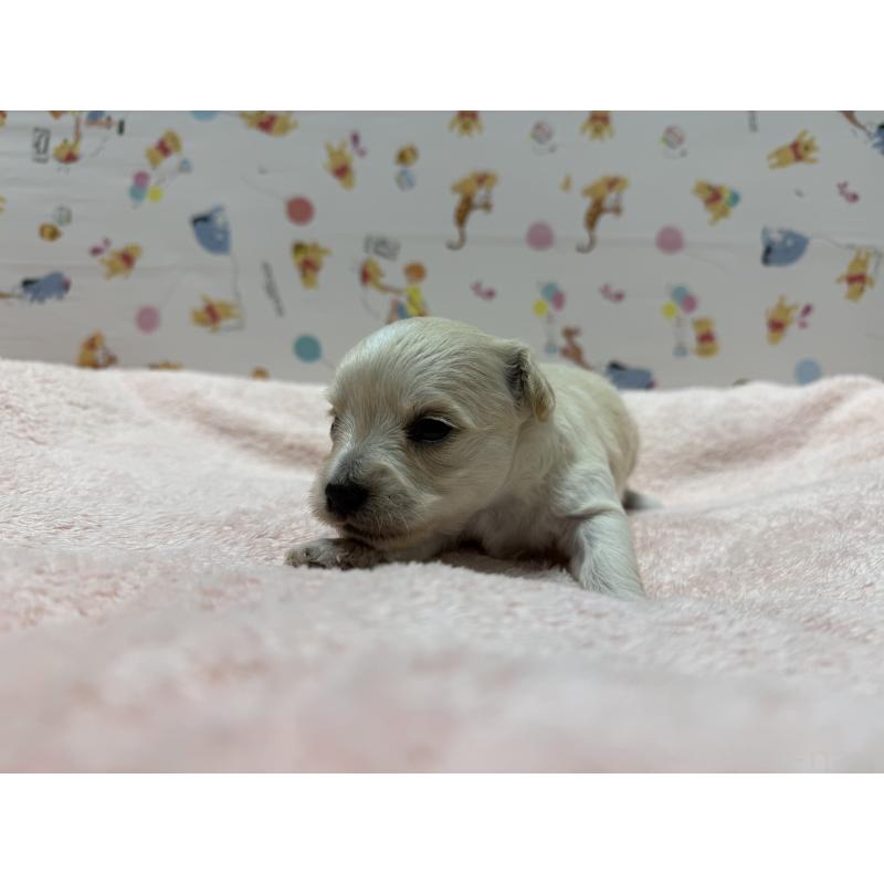 販売中の東京都のチワプー:チワワ×トイプードル-441834の4枚目