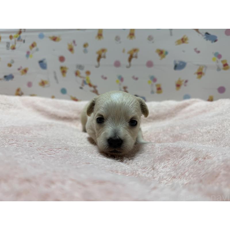 販売中の東京都のチワプー:チワワ×トイプードル-441834の3枚目