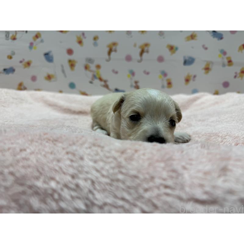 販売中の東京都のチワプー:チワワ×トイプードル-441834の2枚目