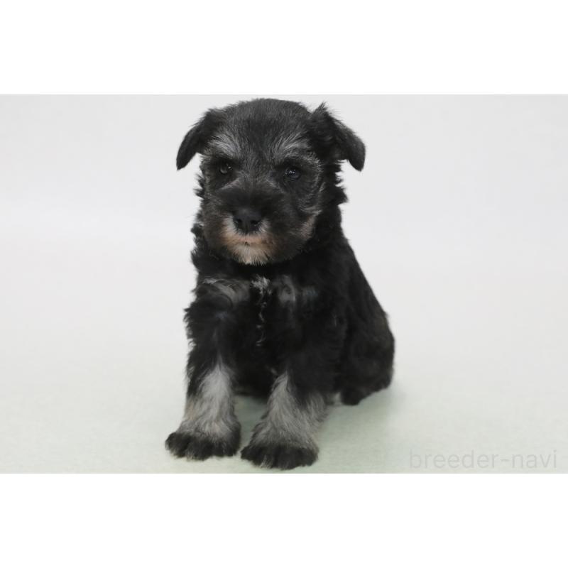 販売中の神奈川県のミニチュアシュナウザー-440388