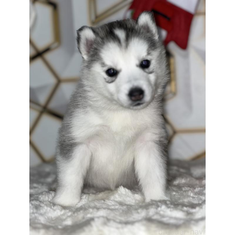 販売中の静岡県のシベリアンハスキー-441837の8枚目