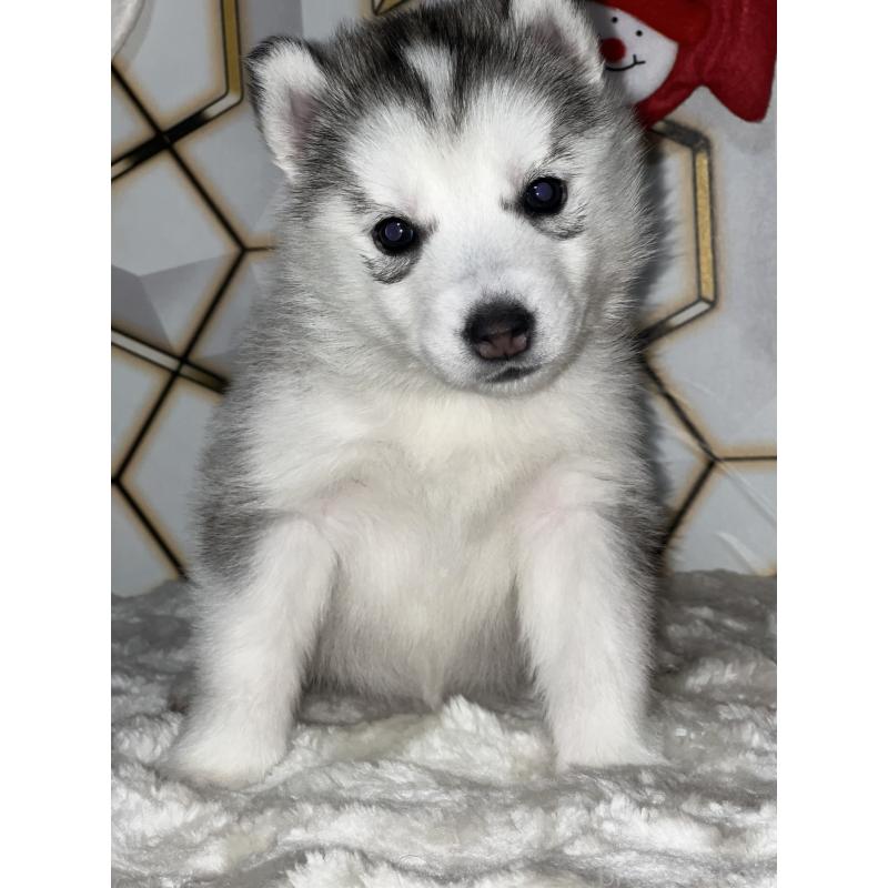 販売中の静岡県のシベリアンハスキー-441837の7枚目