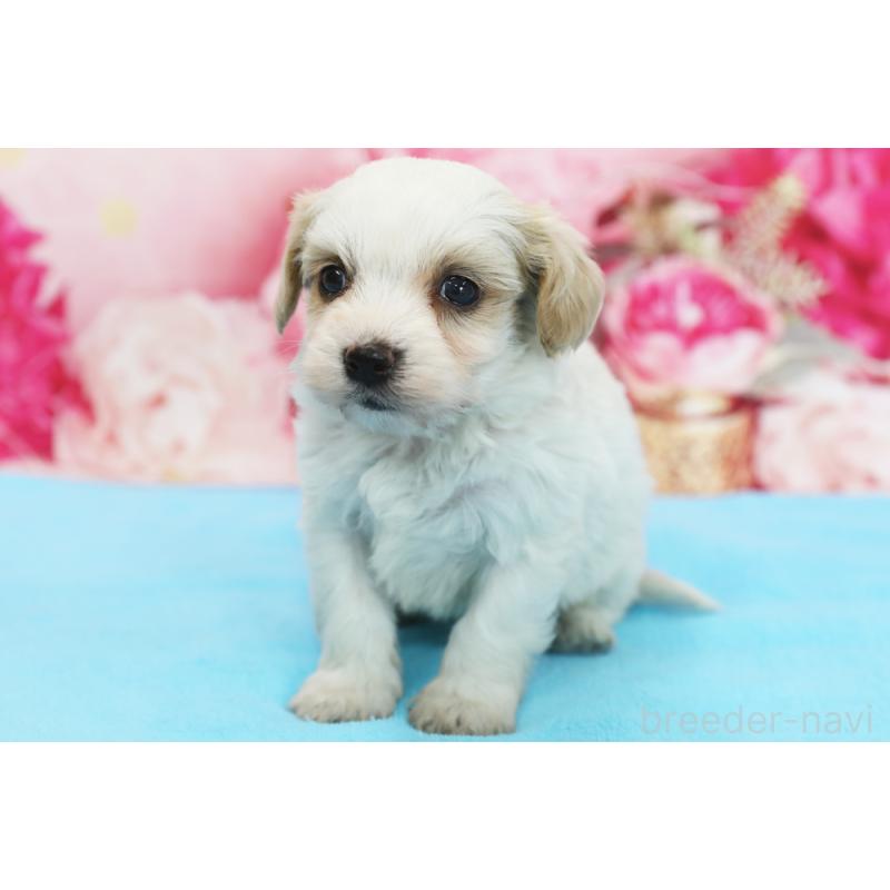 販売中の神奈川県のミックス犬-438229