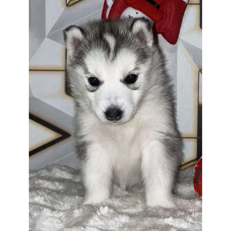 販売中の静岡県のシベリアンハスキー-441837の5枚目