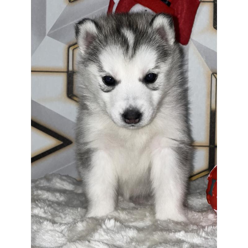 販売中の静岡県のシベリアンハスキー-441837の4枚目