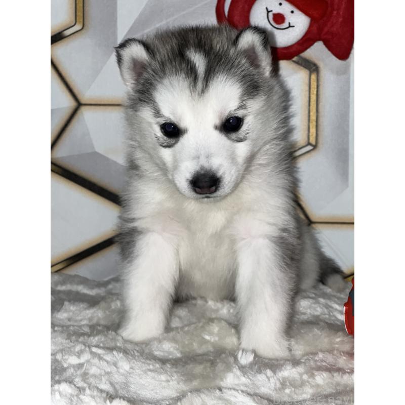 販売中の静岡県のシベリアンハスキー-441837の3枚目