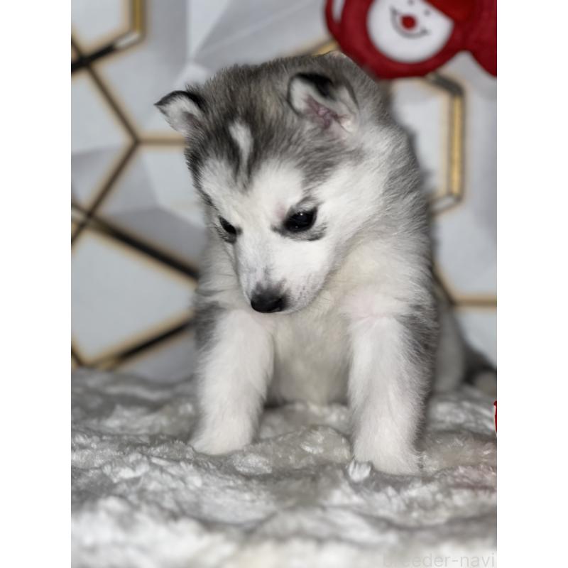 販売中の静岡県のシベリアンハスキー-441837の2枚目