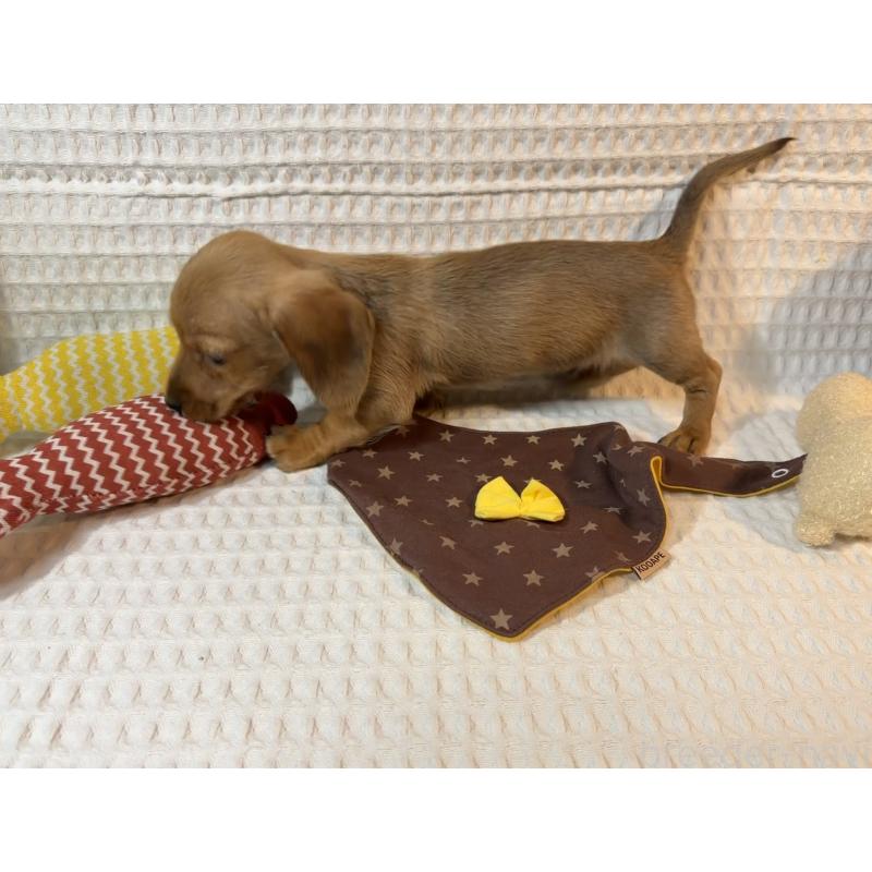 販売中の埼玉県のミニチュアダックスフンド(ワイヤーヘアード)-441856の2枚目