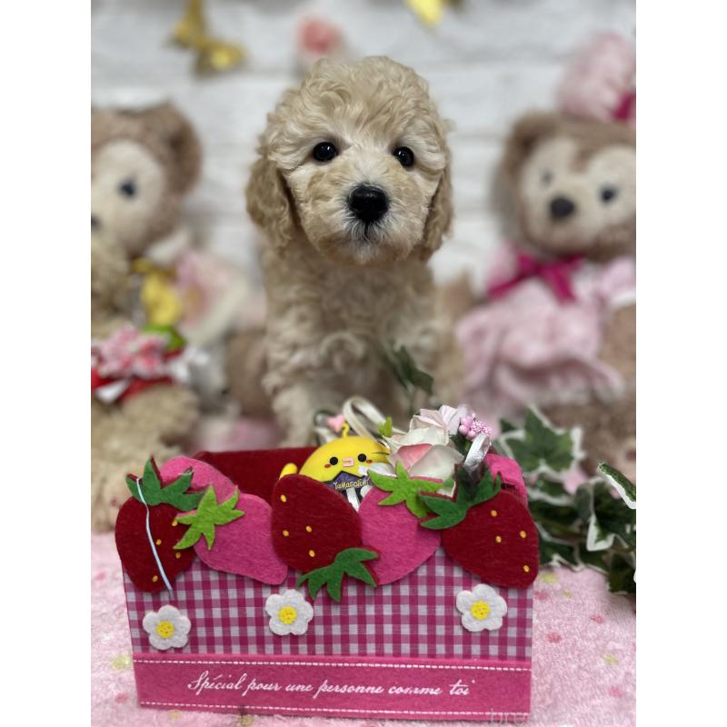 販売中の奈良県のスタンダードプードル-441838の3枚目