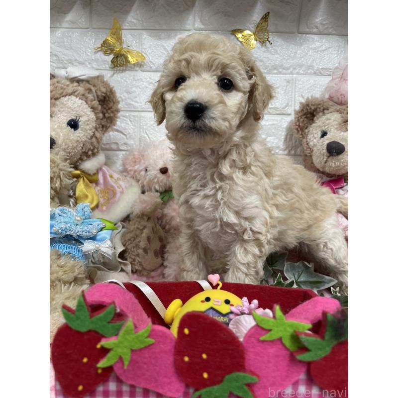 販売中の奈良県のスタンダードプードル-441838の2枚目