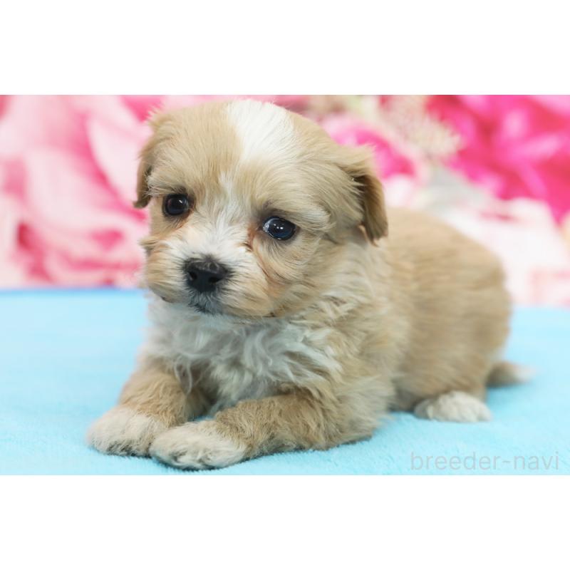 販売中の神奈川県のミックス犬-438233の1枚目