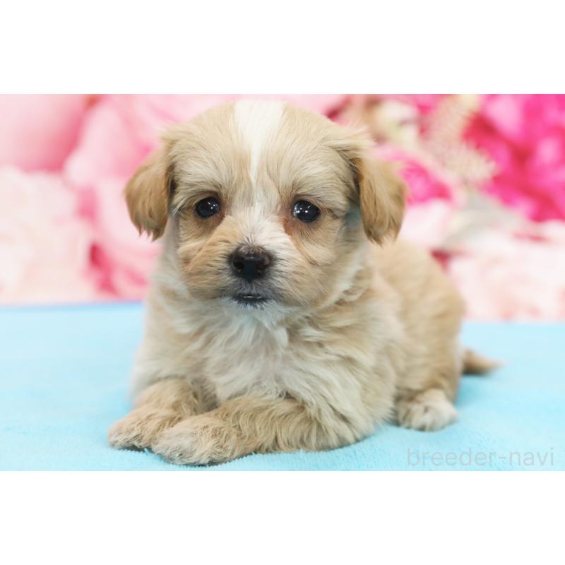 販売中の神奈川県のミックス犬-438234の1枚目